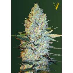 Amnesium Feminizada de Victory Seeds