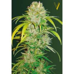 Big Angel Autofloreciente Feminizada de Victory Seeds