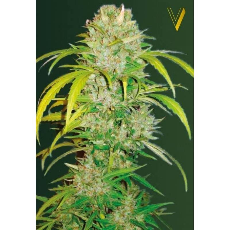 Big Angel Autofloreciente Feminizada de Victory Seeds