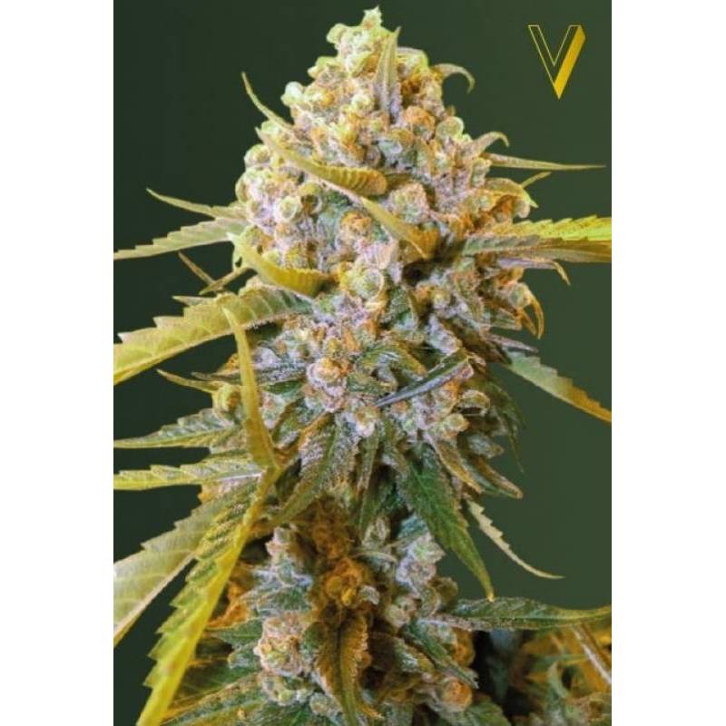 Biggest Bud Feminizada de Victory Seeds