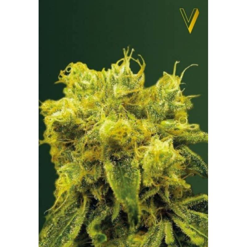 Blow Dream Feminizada de Victory Seeds