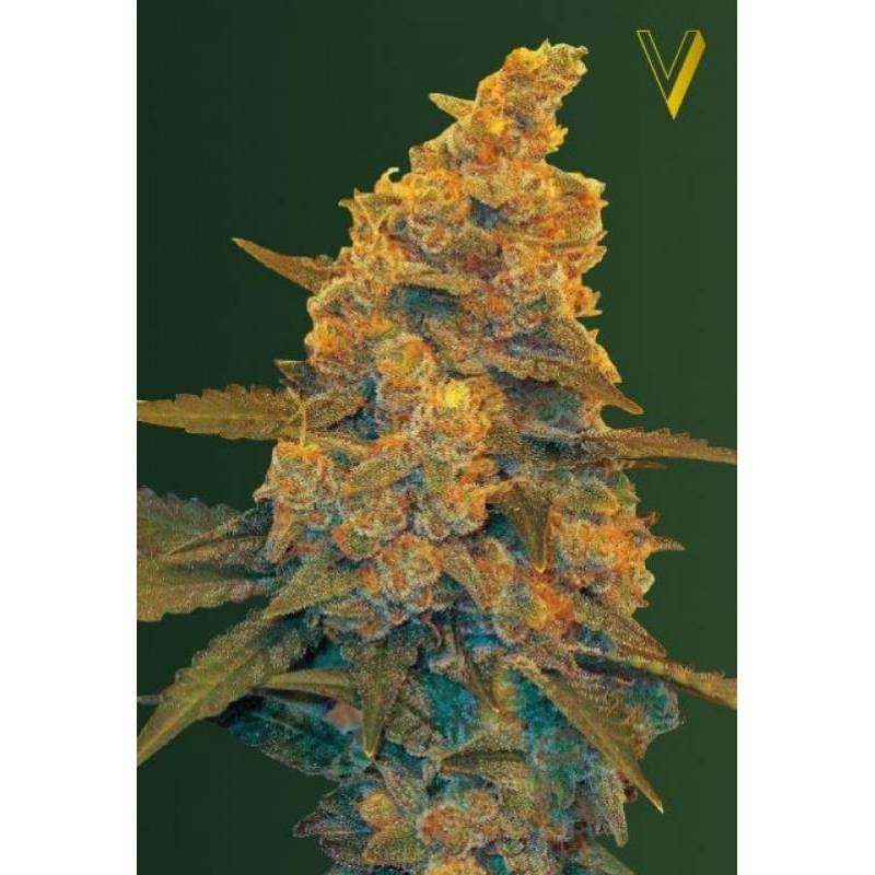 Blow Dream Autofloreciente Feminizada de Victory Seeds