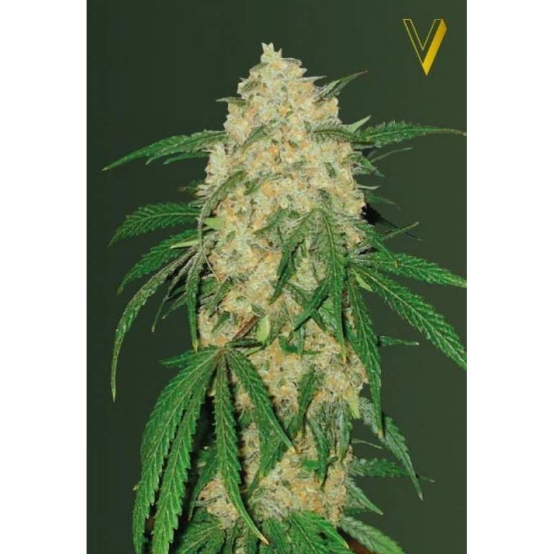 Bubblegum + Pro Feminizada de Victory Seeds