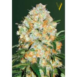 Bubblegum + Pro Autofloreciente Feminizada de Victory Seeds