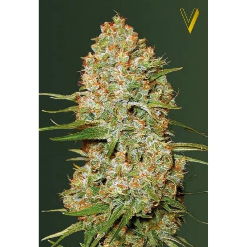 Amnesium Autofloreciente Feminizada de Victory Seeds