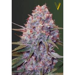 Caramelino Feminizada de Victory Seeds