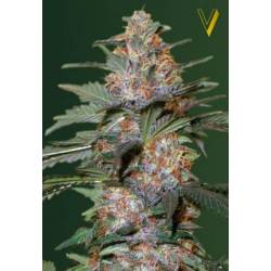 Caramelino Autofloreciente Feminizada de Victory Seeds