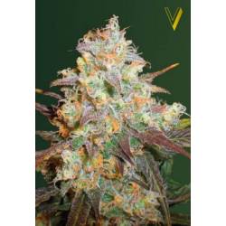 Chocodope Feminizada de Victory Seeds