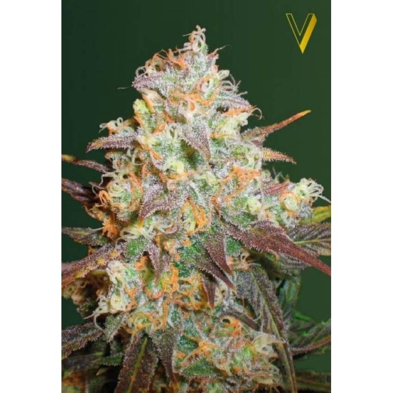 Chocodope Feminizada de Victory Seeds