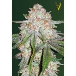 Chocodope Autofloreciente Feminizada de Victory Seeds