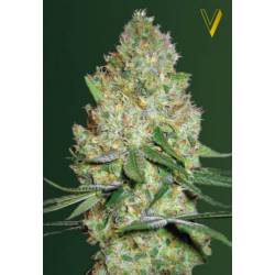 Chronic Monster XXL Feminizada de Victory Seeds