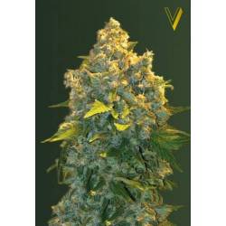 Chronic Monster XXL Autofloreciente Feminizada de Victory Seeds