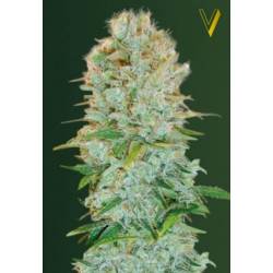 Critical Feminizada de Victory Seeds