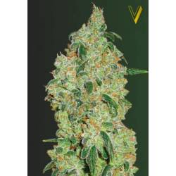 Green Wild Shark Feminizada de Victory Seeds