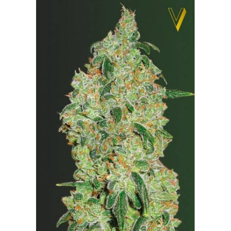 Green Wild Shark Feminizada de Victory Seeds