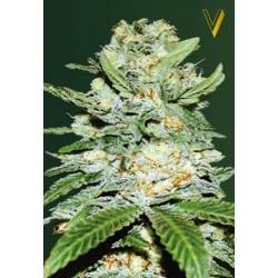 Jack Hammer Autofloreciente Feminizada de Victory Seeds