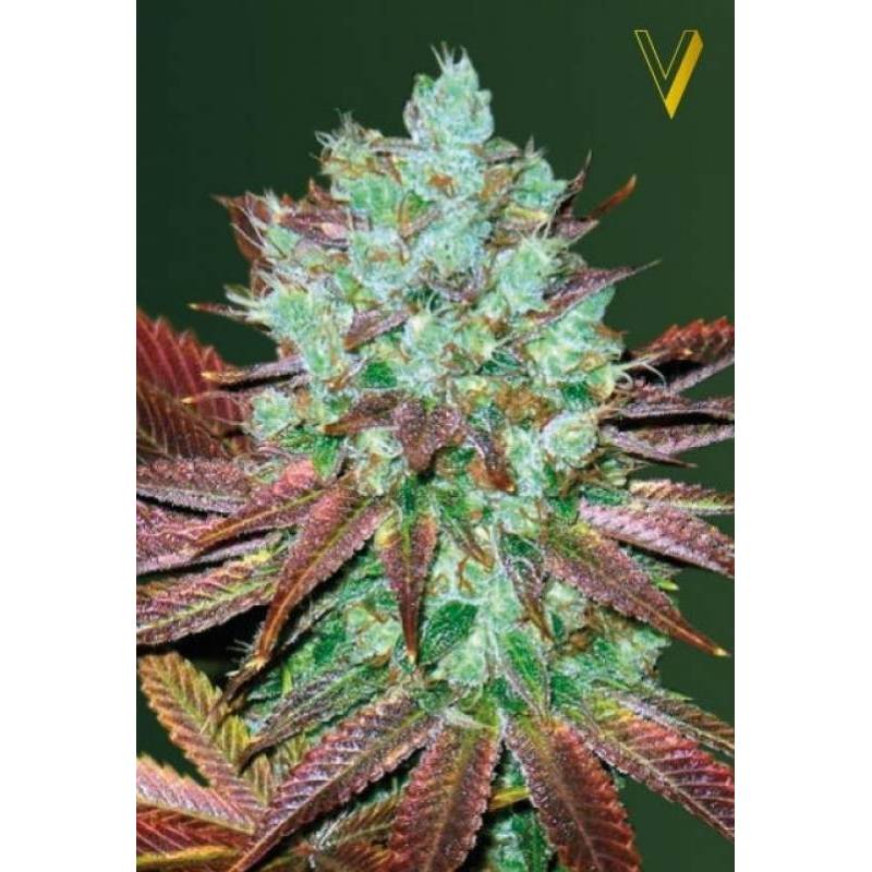 NHL Diesel Autofloreciente Feminizada de Victory Seeds