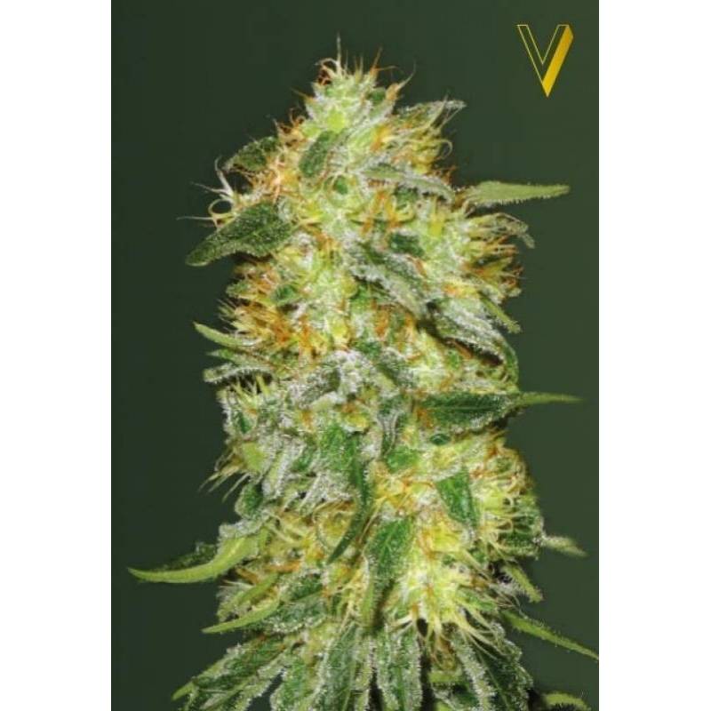 Original Limonade Skunk Feminizada de Victory Seeds