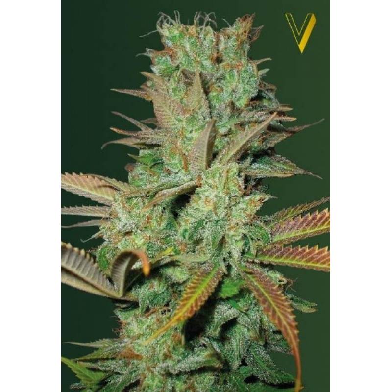 Seemango Feminizada de Victory Seeds