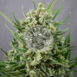 Akatombe Feminizada de Venus Genetics