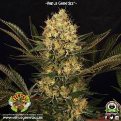 Cheese Kaberry Feminizada de Venus Genetics