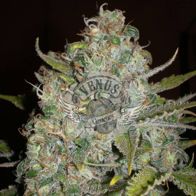 Critical Haze Feminizada de Venus Genetics