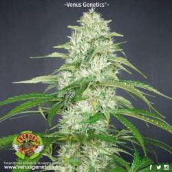 Double Cheese Feminizada de Venus Genetics