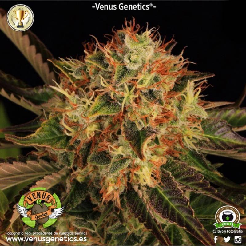 Hielo Feminizada de Venus Genetics