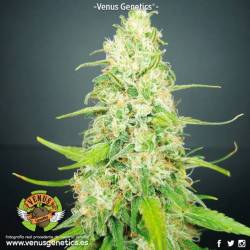 Jack Attack Feminizada de Venus Genetics