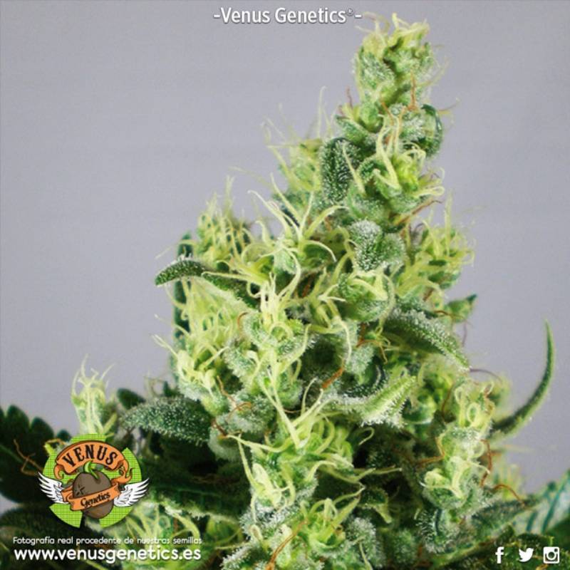 Kalifragimistic Feminizada de Venus Genetics Kalifragimistic Feminizada de Venus Genetics