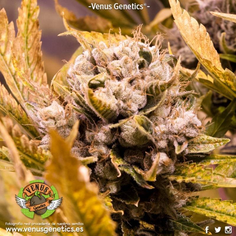 Kamikhaze Feminizada de Venus Genetics