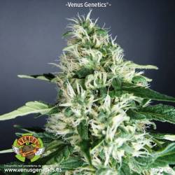 Kronic Feminizada de Venus Genetics