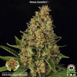 Lavender Feminizada de Venus Genetics