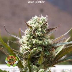 Jack Attack Autofloreciente Feminizada de Venus Genetics