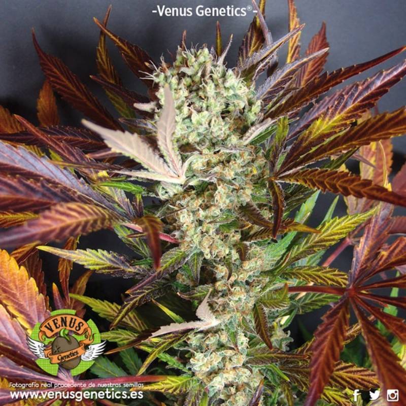 Red Skunk Autofloreciente Feminizada de Venus Genetics