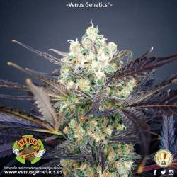 Super Cheese Haze Feminizada de Venus Genetics