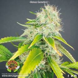 Super Haze Feminizada de Venus Genetics