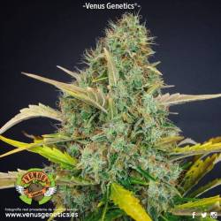 White Chocolate Feminizada de Venus Genetics