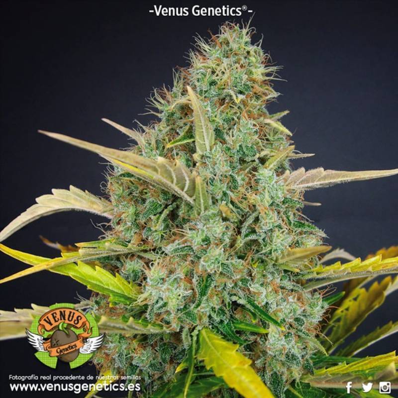 White Chocolate Feminizada de Venus Genetics