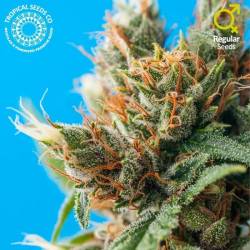 Durban Punch Regular Feminizada de Tropical Seeds