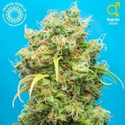 Ciskei Regular de Tropical Seeds