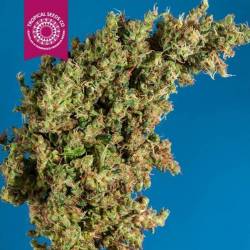 King Kongo Regular Feminizada de Tropical Seeds