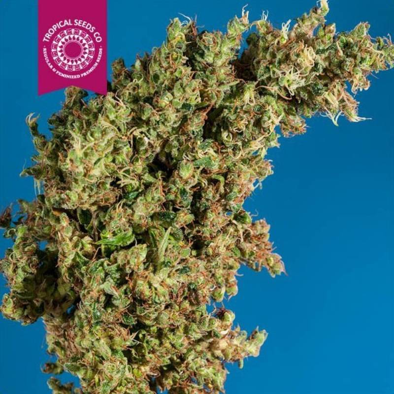 King Kongo Regular Feminizada de Tropical Seeds