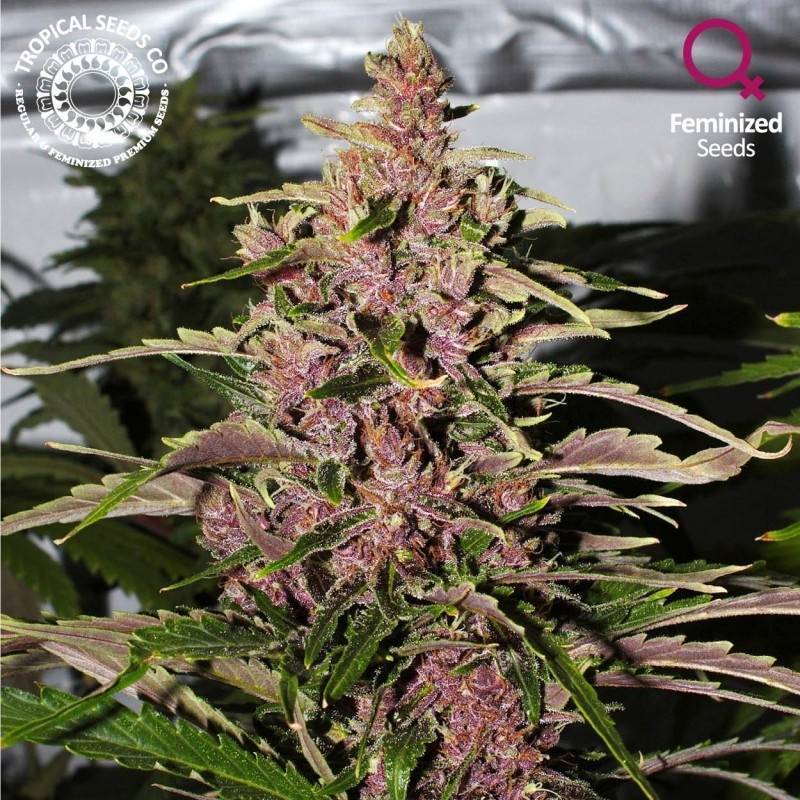 Afrokush Feminizada de Tropical Seeds