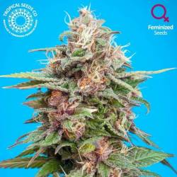 Bisho Purple Feminizada de Tropical Seeds