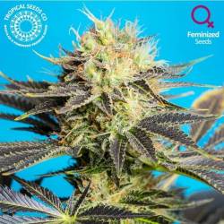 Dandy Dance CBD Feminizada de Tropical Seeds