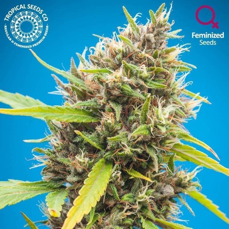 Durbakistan Feminizada de Tropical Seeds