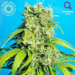 Heaven's Gate CBD Feminizada de Tropical Seeds