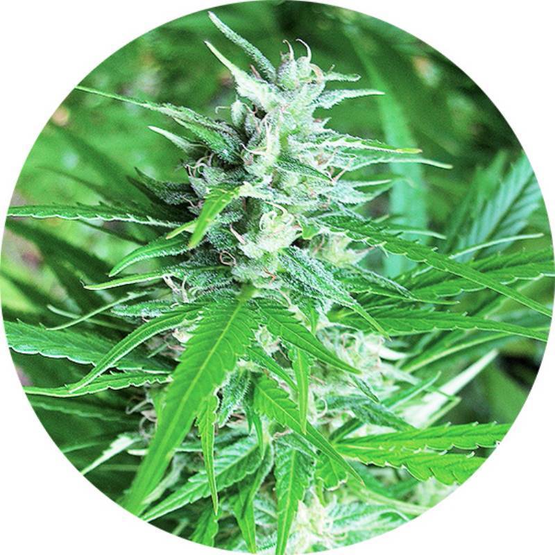 Haze CBD Autofloreciente Regular de Top Tao Seeds