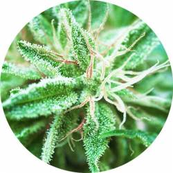 Sativa Samadhi Regular de Top Tao Seeds